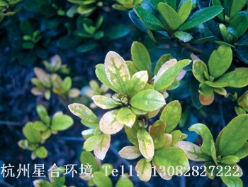 绿化养护杜鹃病害