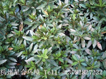 绿化养护杜鹃