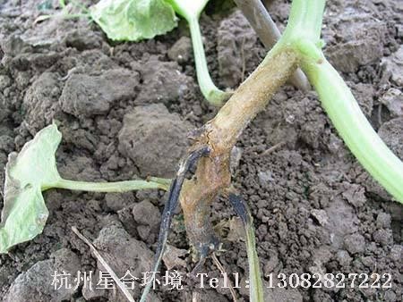绿化养护根腐病