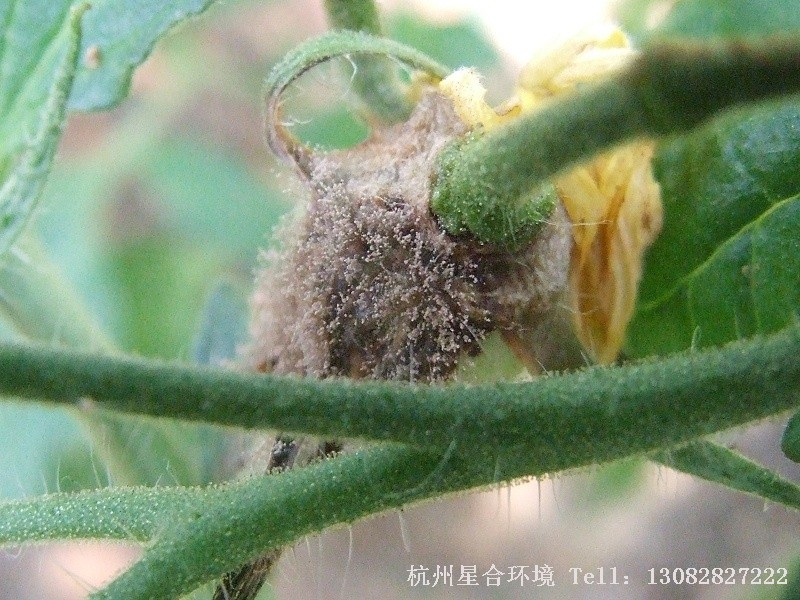 绿化养护灰霉病